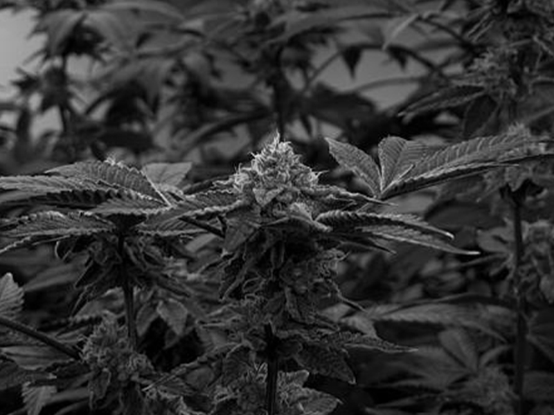 Variedad Zombie Bride — Cannabis Índica